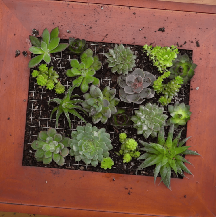 How to Make a Succulent Wall Garden